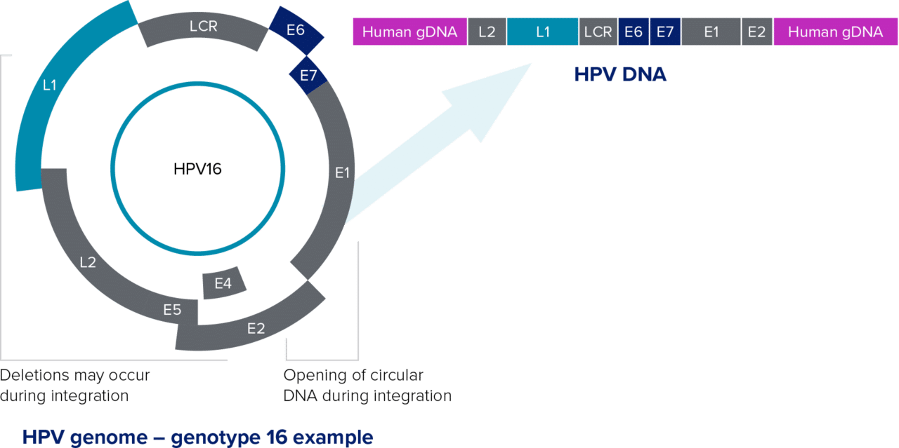 aptima-hpv-assay-hologic-women-s-health