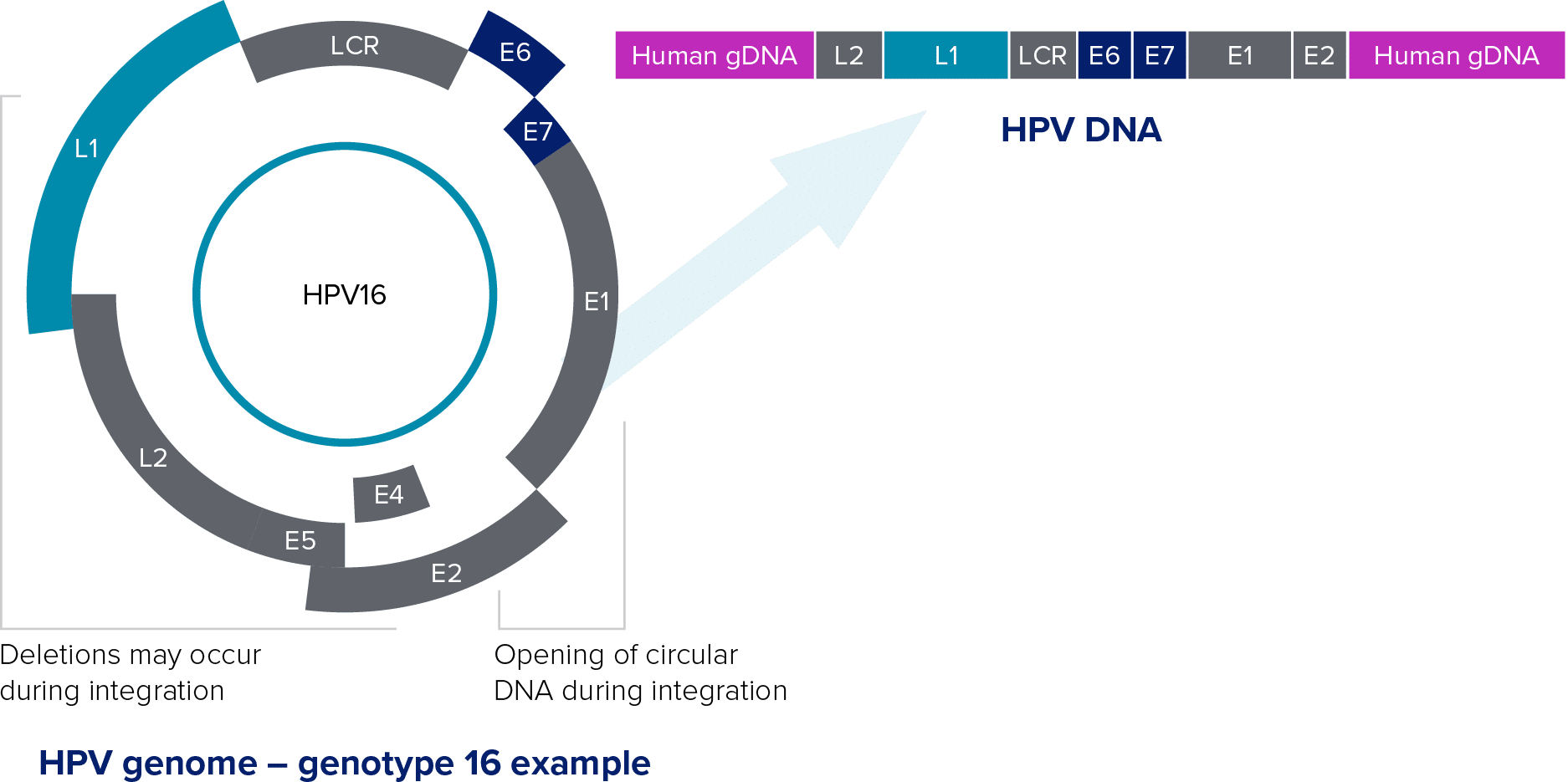 ijms-free-full-text-human-papillomavirus-e6-e7-specific-sirna