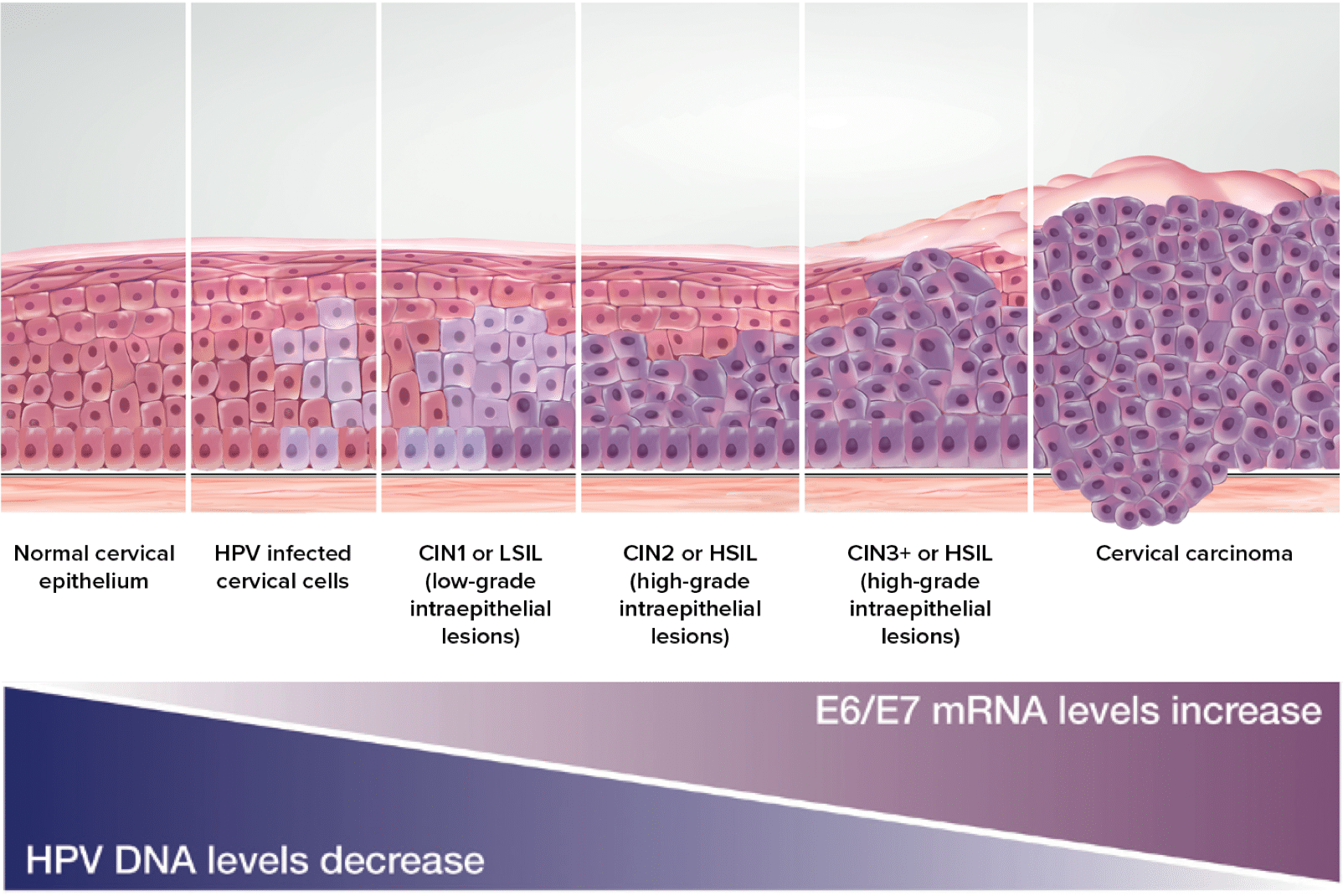 could-your-rash-be-a-symptom-of-hpv-concerned-about-your-rash